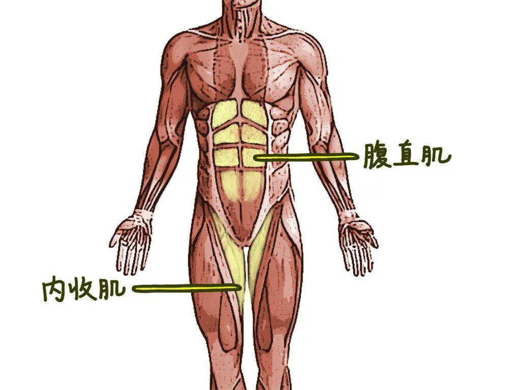 挛缩的状态,牵扯着腹直肌和腰肌紧绷,骨盆位置偏移