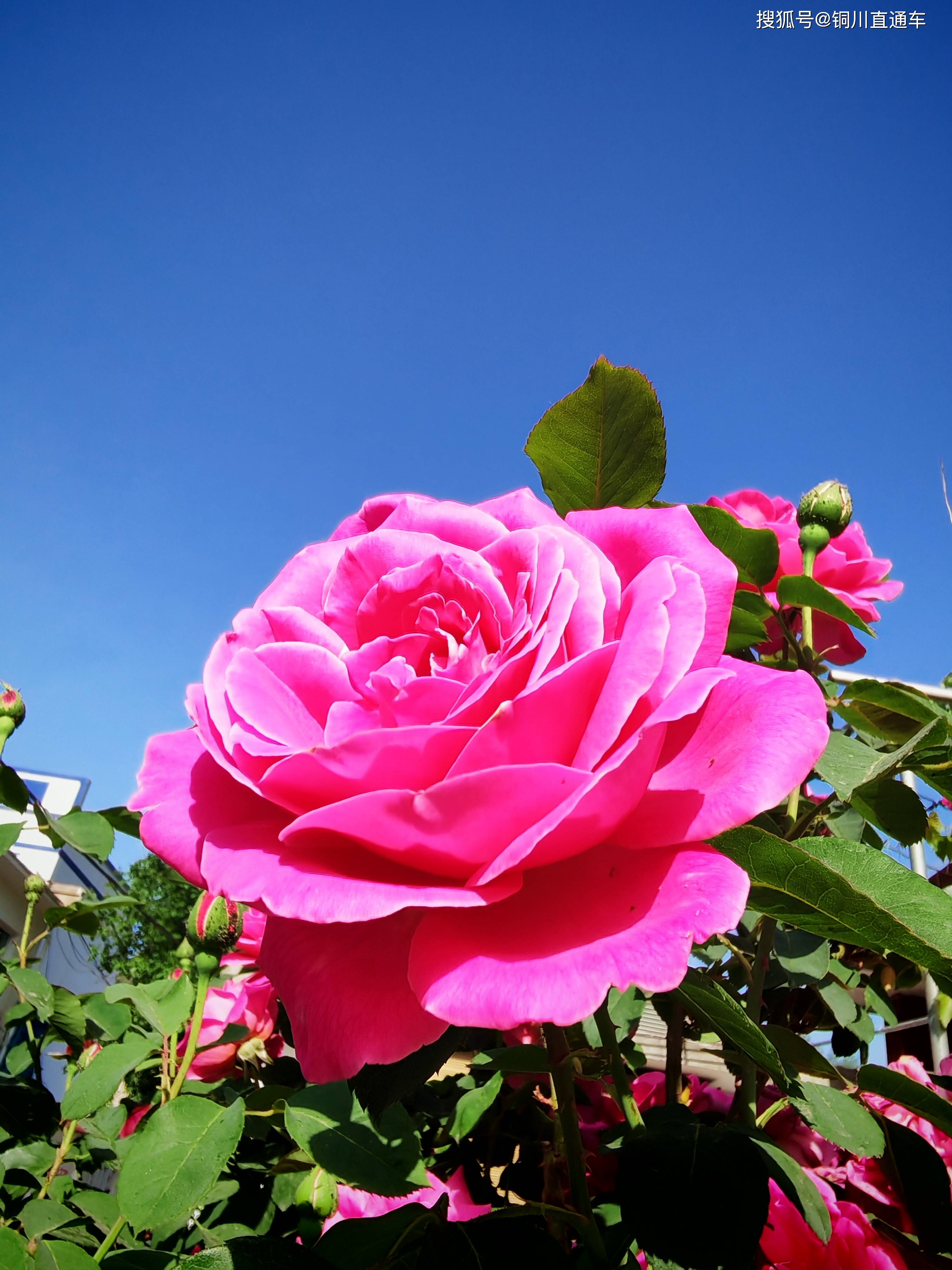 夏日月季花(1)【摄影周春辉】