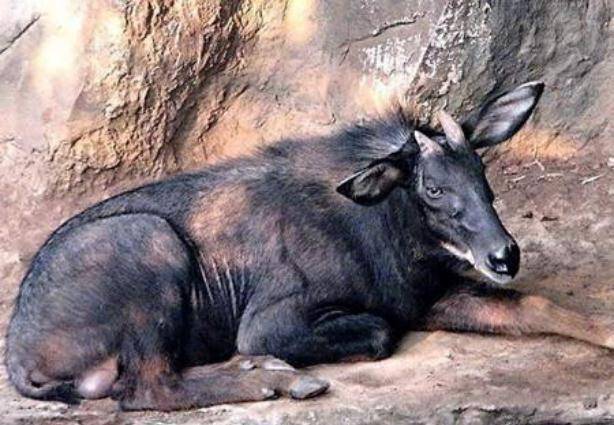 浙江大爷发现一只"四不像",本以为是只山羊,专家:立即封村