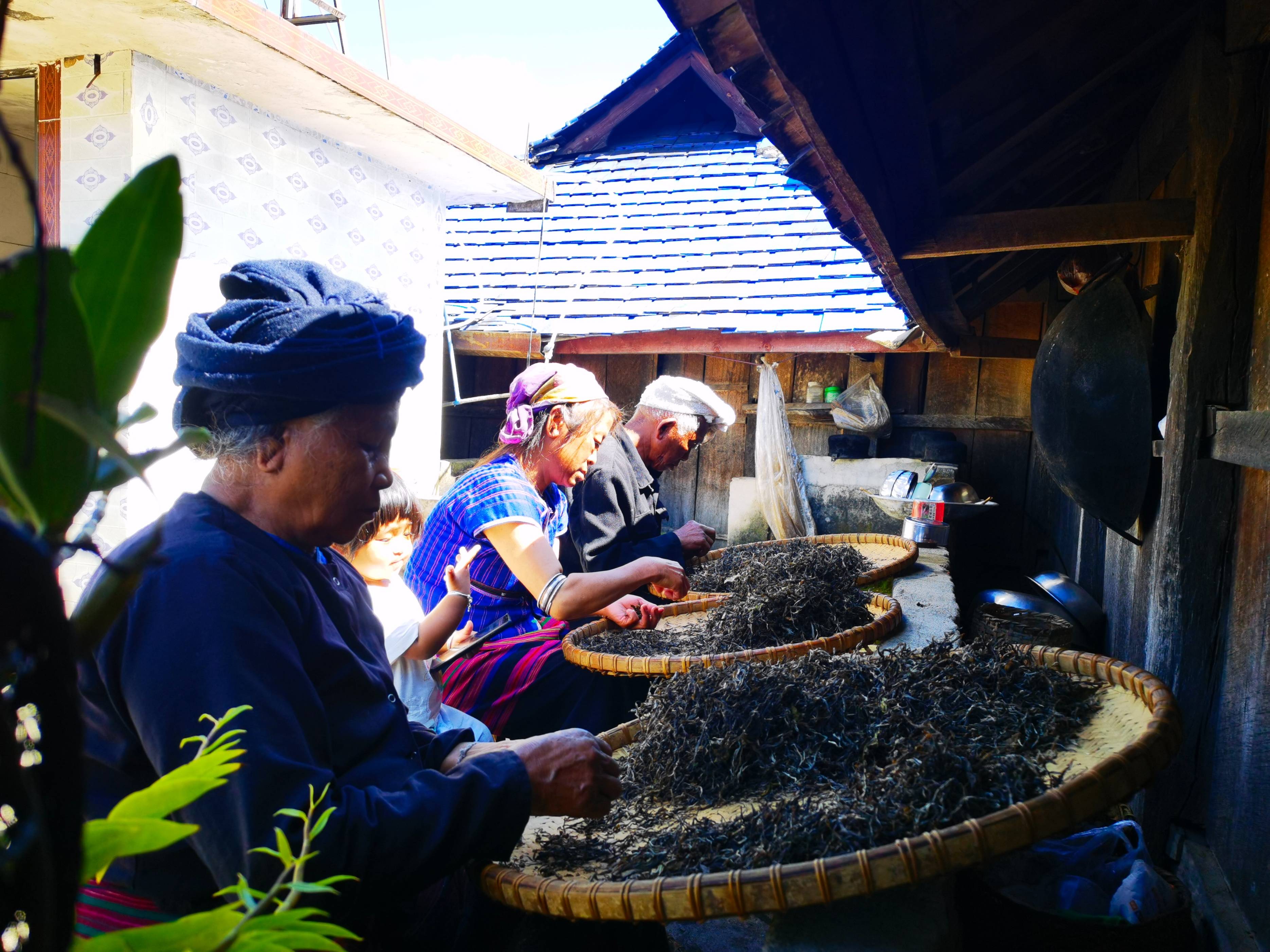 章朗老寨古树茶__雨林古茶官方旗舰店