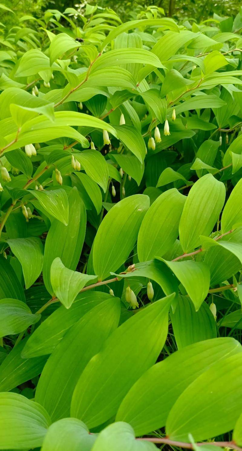 手把手教你认清中草药植物500种