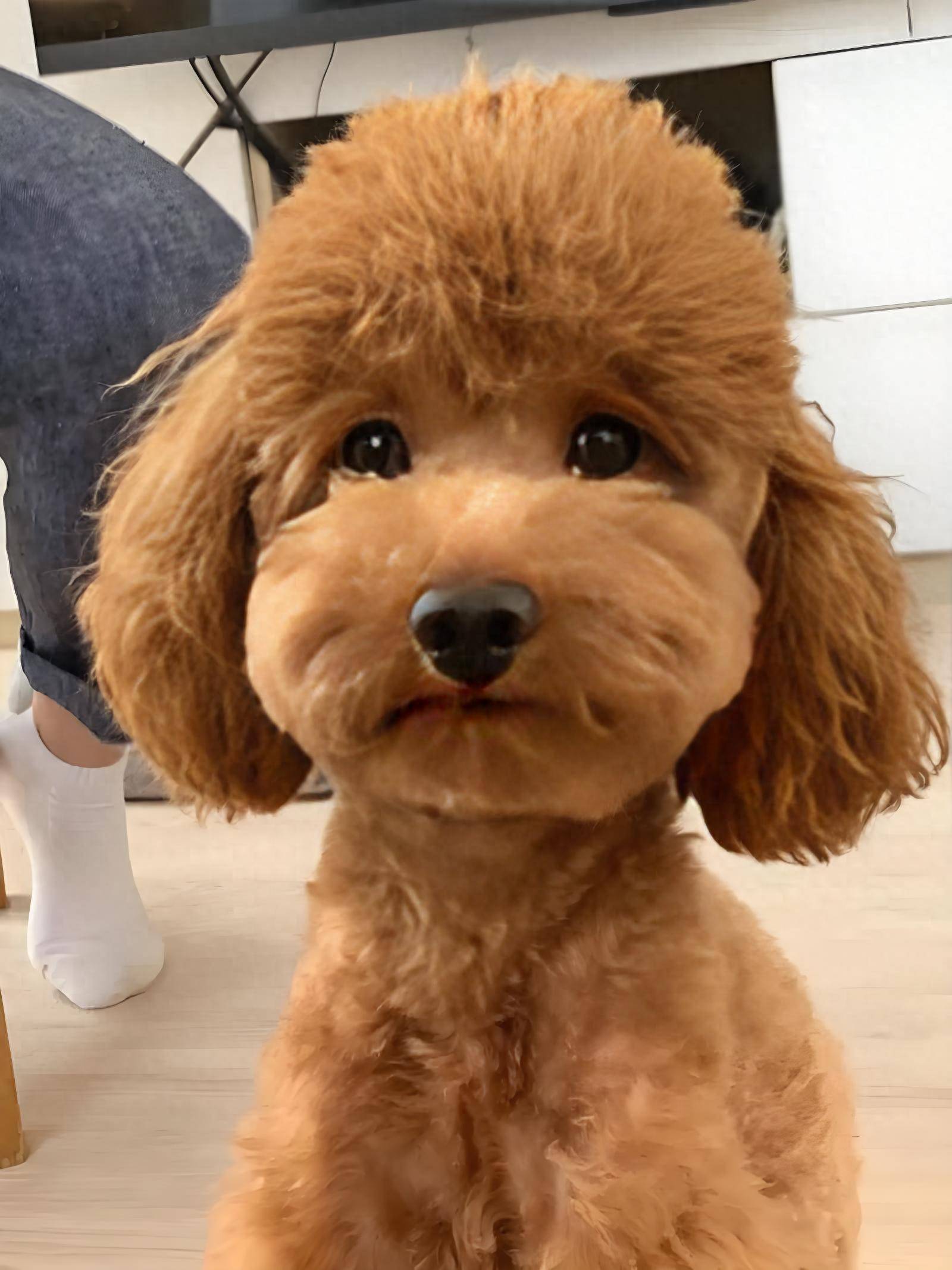 泰迪挑食严重不吃狗粮怎么办?快看看这几款狗粮!