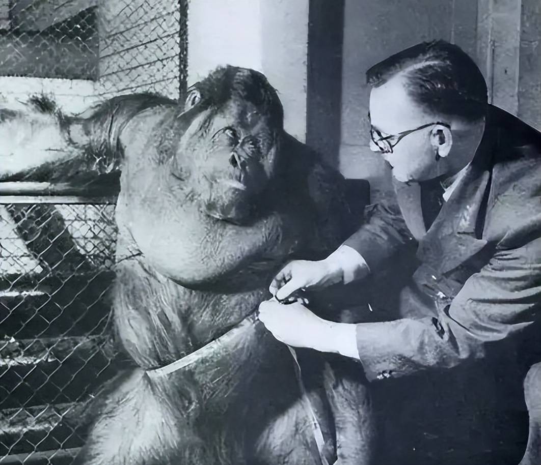 1946年贝利亚下令：用日军女战俘进行人猿实验，过程残忍至极_1946年贝利亚下令：用日军女战俘进行人猿实验，过程残忍至极_