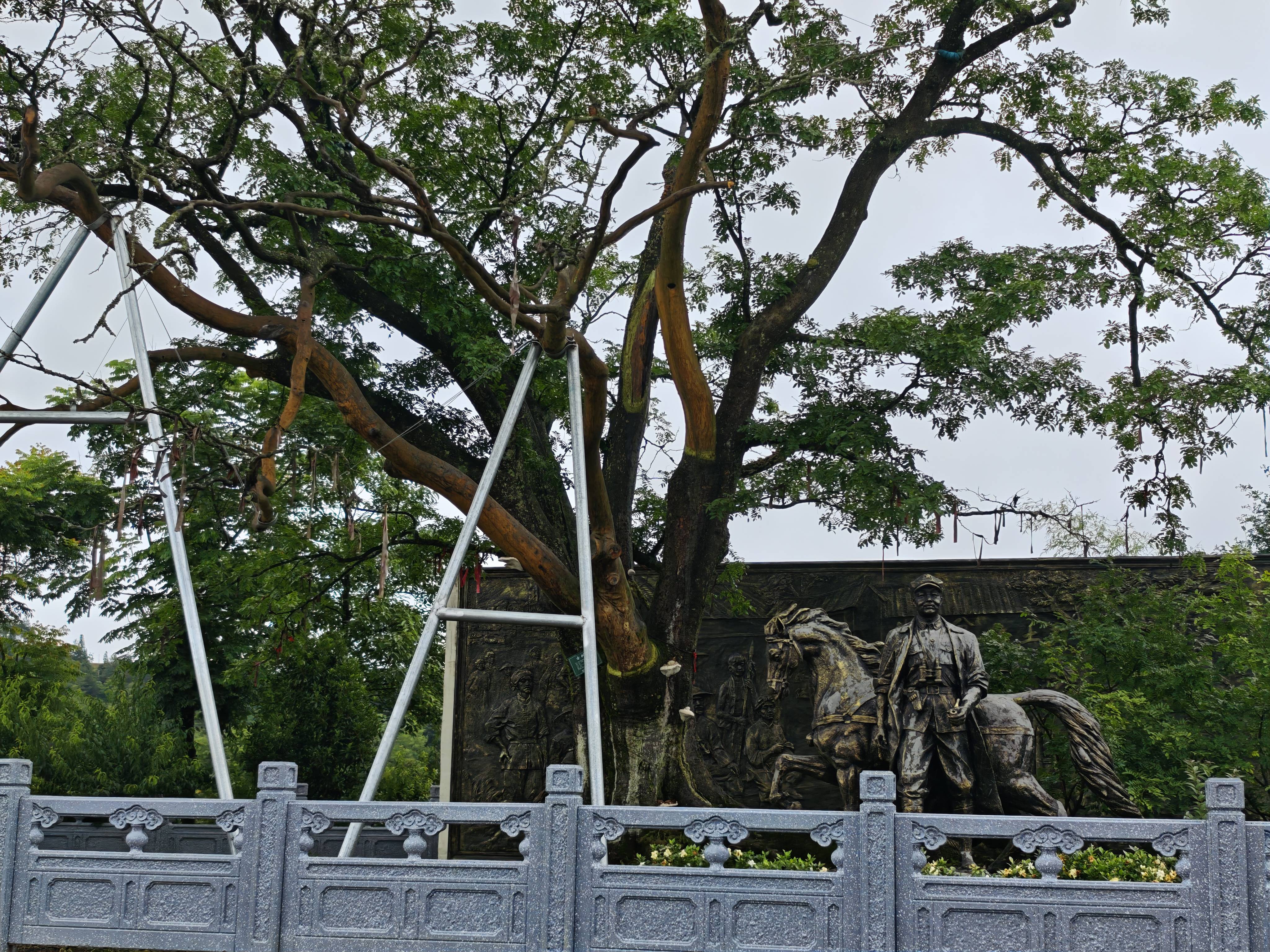 红军树:信仰的象征