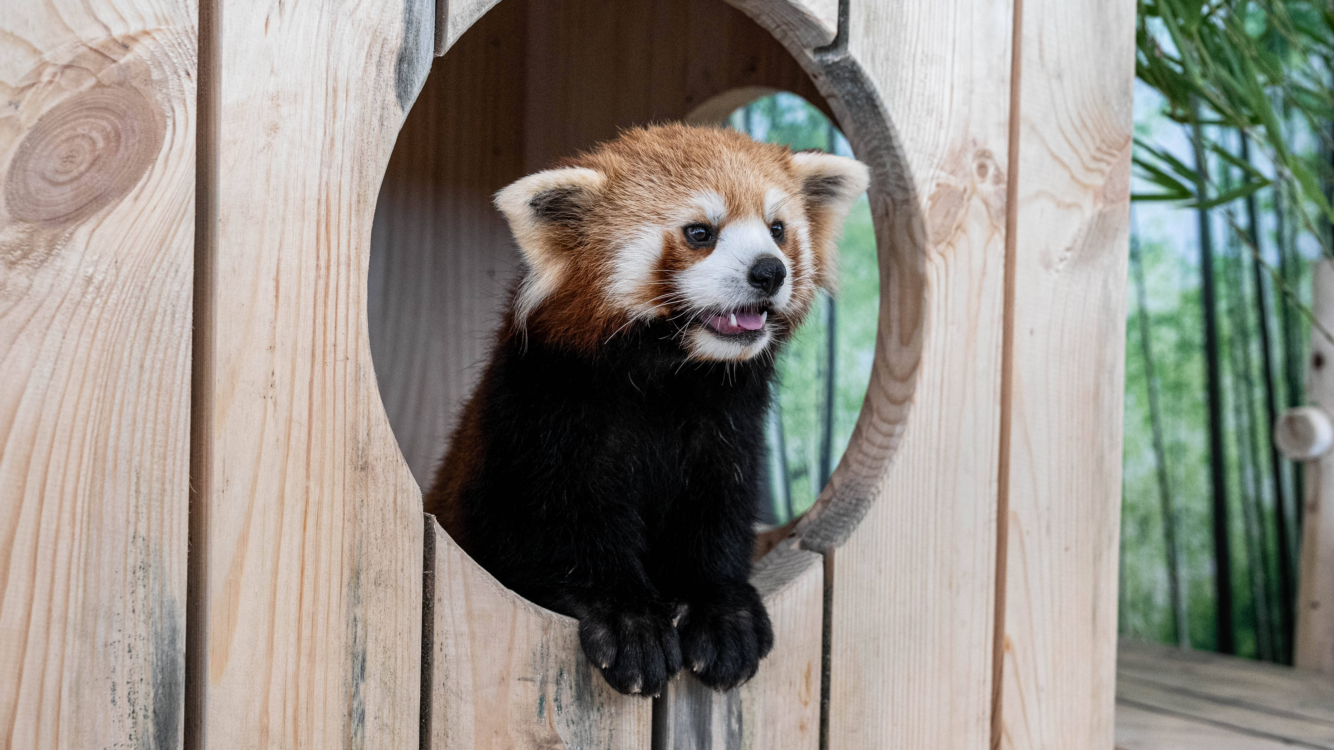 东北首家！沉浸式“小熊猫”体验馆来啦_搜狐网