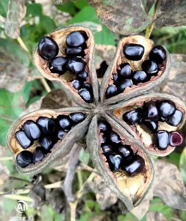 牡丹籽荚日渐成熟,中资国业牡丹基地"采收盛会"即将开启