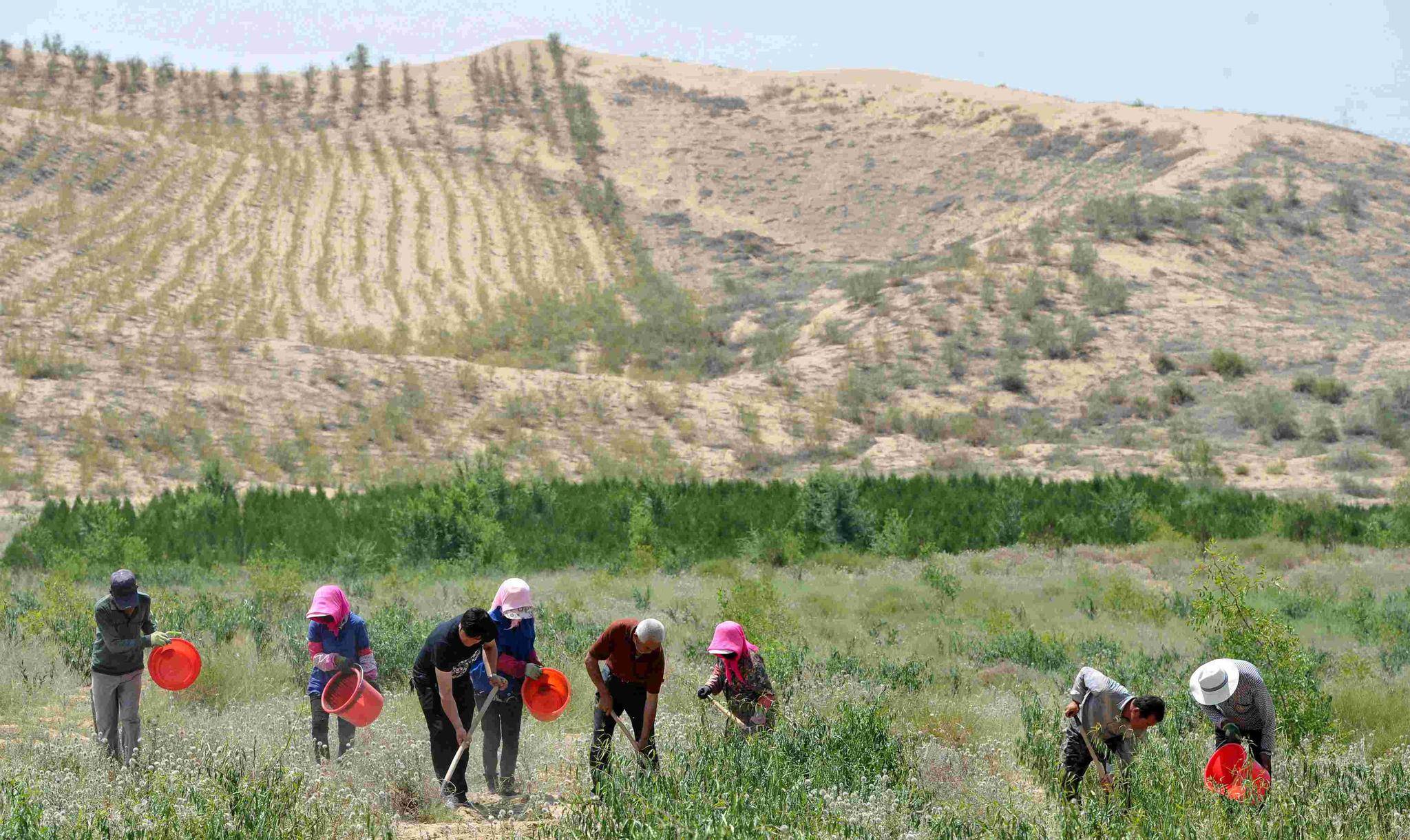 中国人种树有多厉害面积相当于8个韩国的毛乌素沙漠重现绿洲