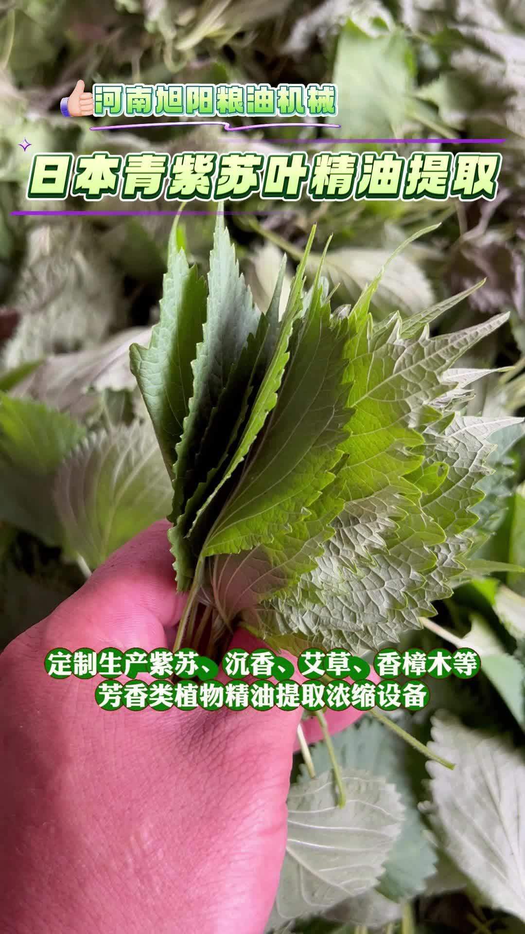 出口日本青紫苏叶精油提取实验