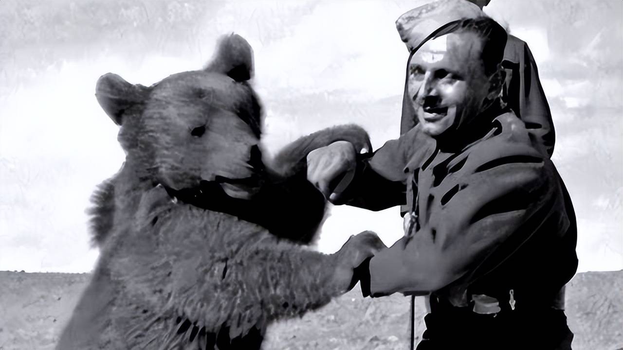 唯一参加过二战的熊，抽烟喝酒扛45公斤炮弹，还被授予下士军衔_搜狐网