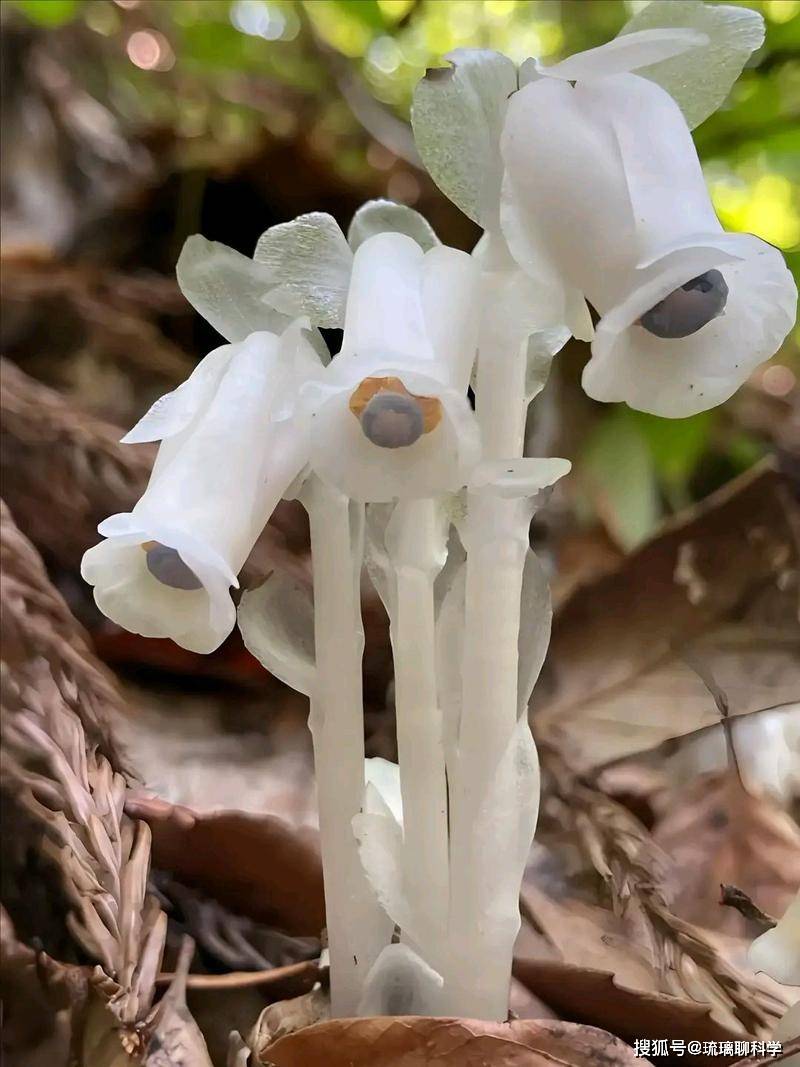 超级罕见!冥界之花现身哀牢山,一碰就枯萎,每年仅出现40多天