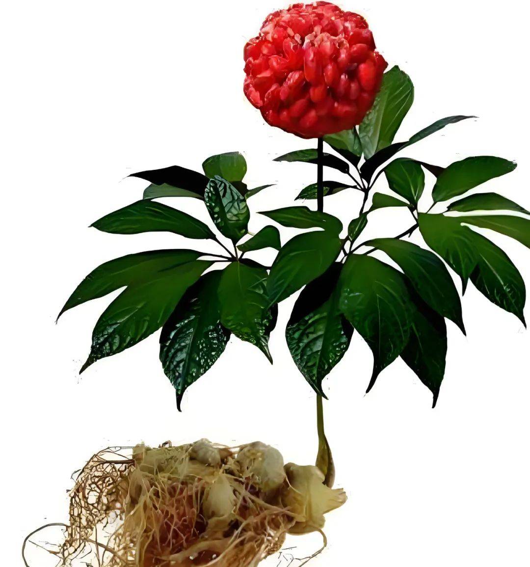 在云贵高原的深处文山之巅三七花静静地绽放仿佛是大自然赐予人间