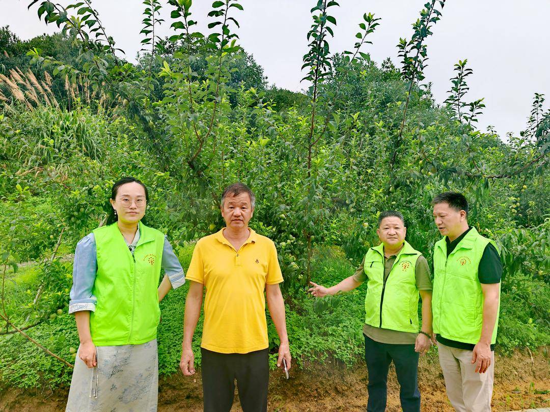 雨落桃殇:闽侯洋里乡果农泣血盼望好心人买桃