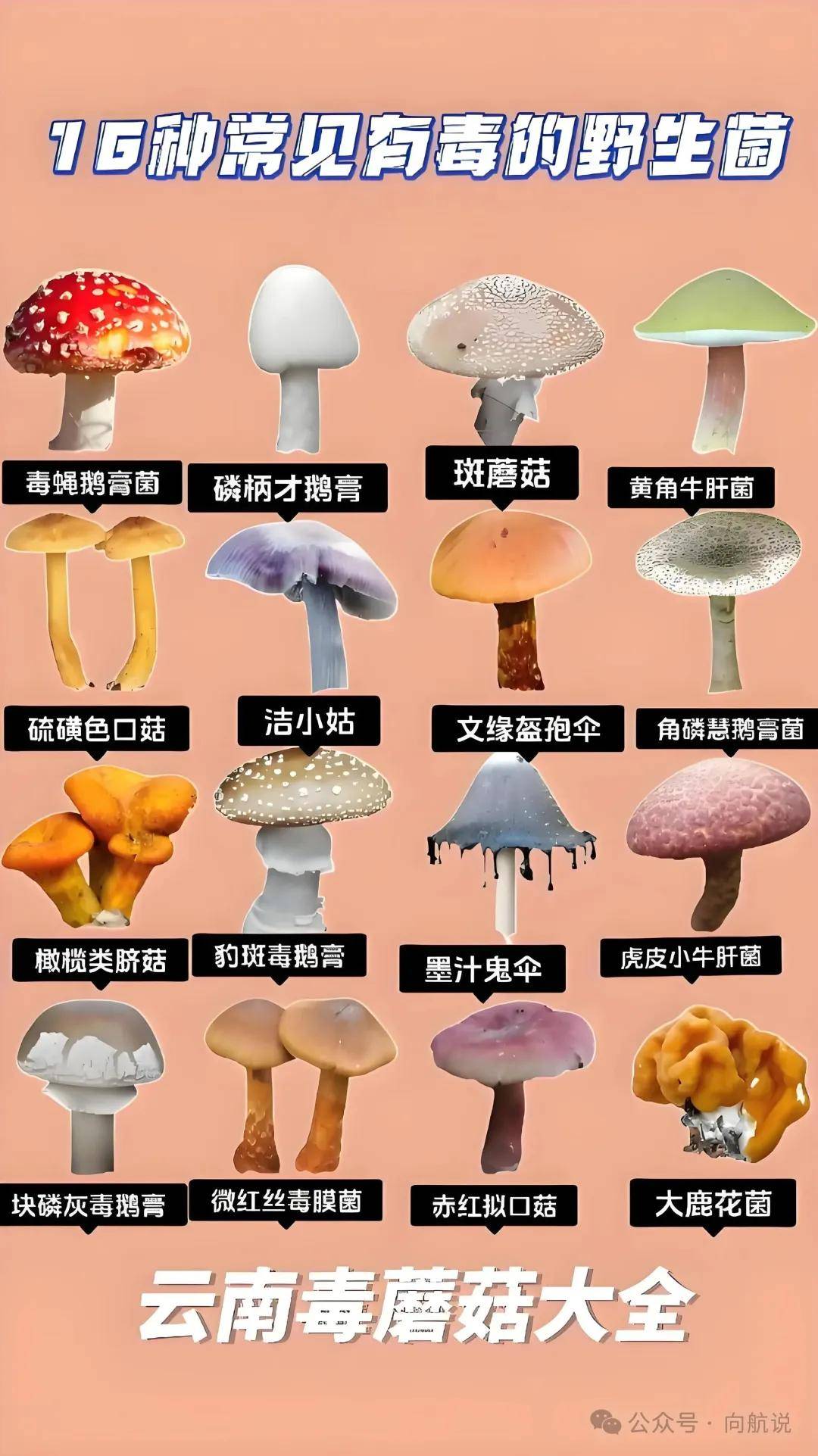 如果不慎吃了毒蘑菇,出现什么情况后就知道自己要坏菜了?