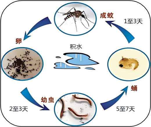完全变态的生长发育01从"虫卵"到"病媒"的生命周期一随着天气进入高温