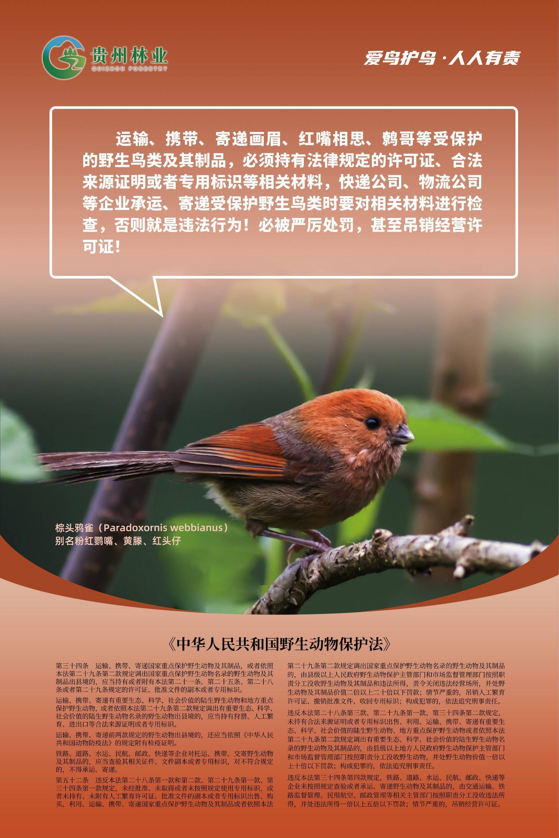 爱鸟护鸟 人人有责