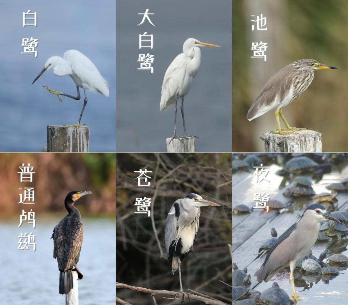 厦门市鸟白鹭,本岛因此也叫鹭岛,厦门与白鹭有很深的渊源和故事