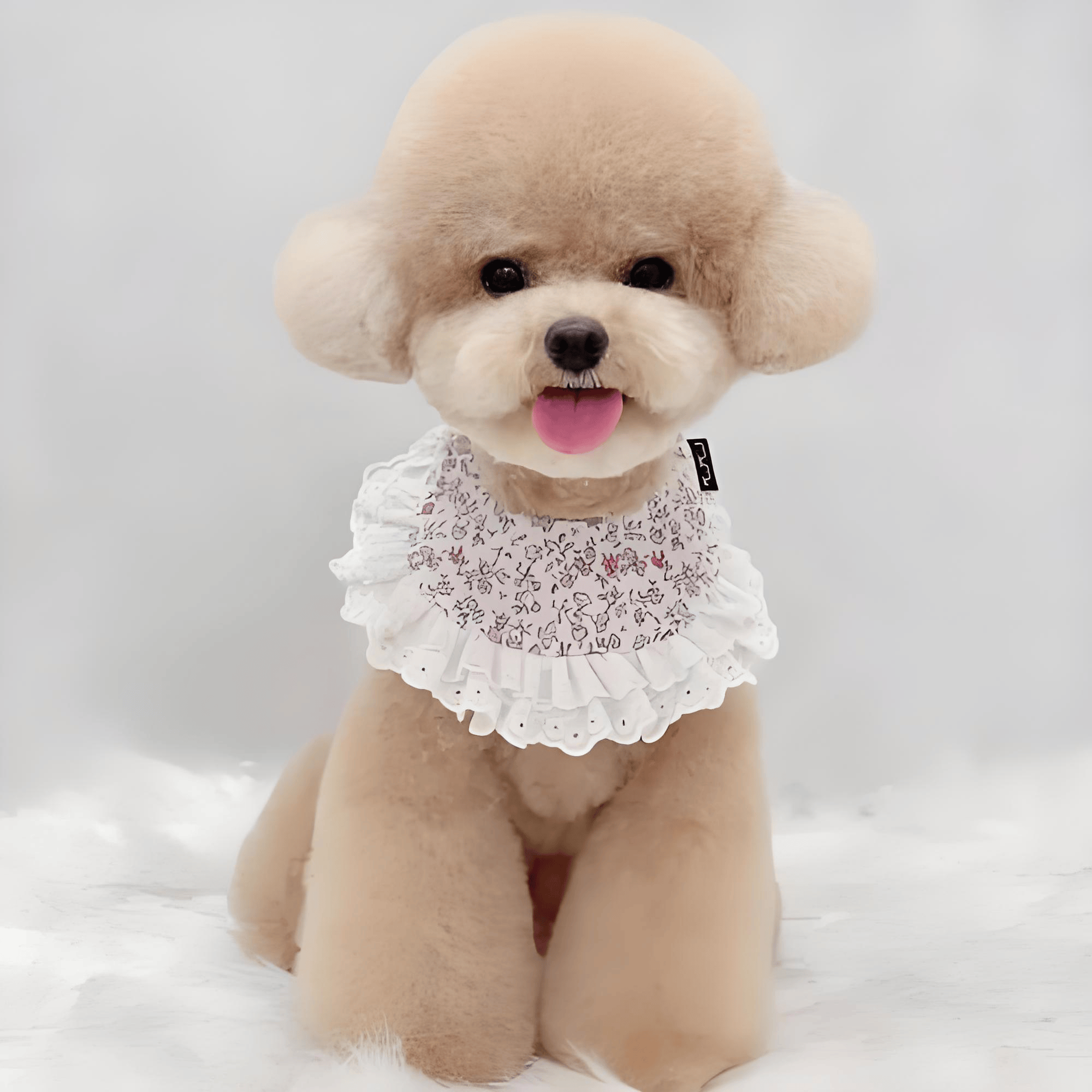 贵宾犬有泪痕怎么办?吃什么狗粮好?有什么推荐的狗粮?