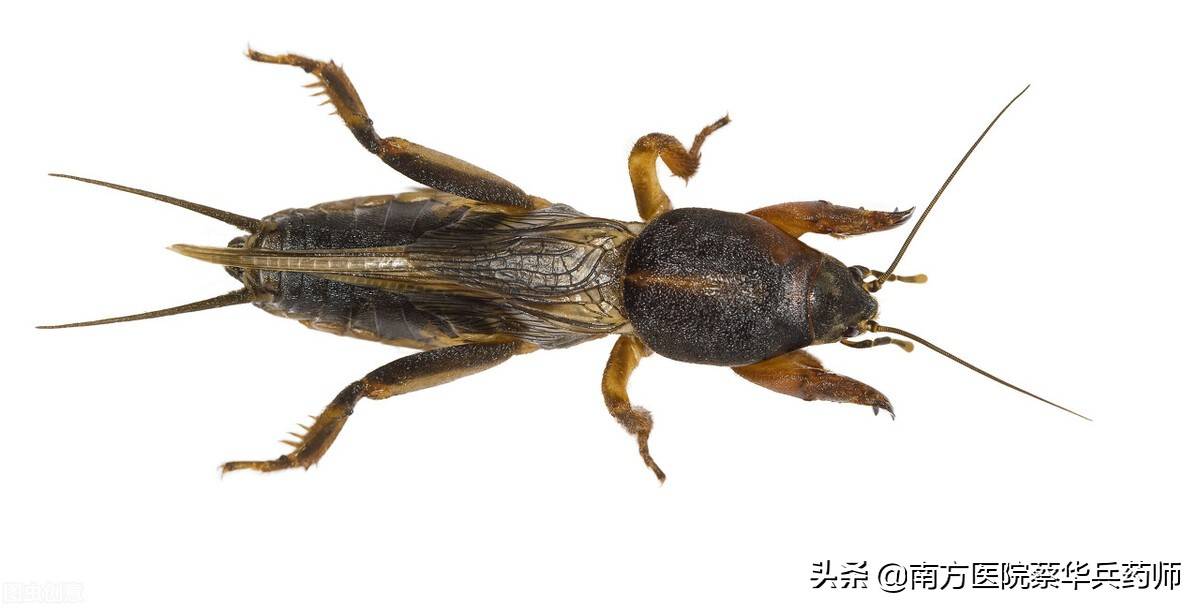 蝼蛄俗称土狗子,是一味利水消肿良药:上治头面肿,下利尿通石淋