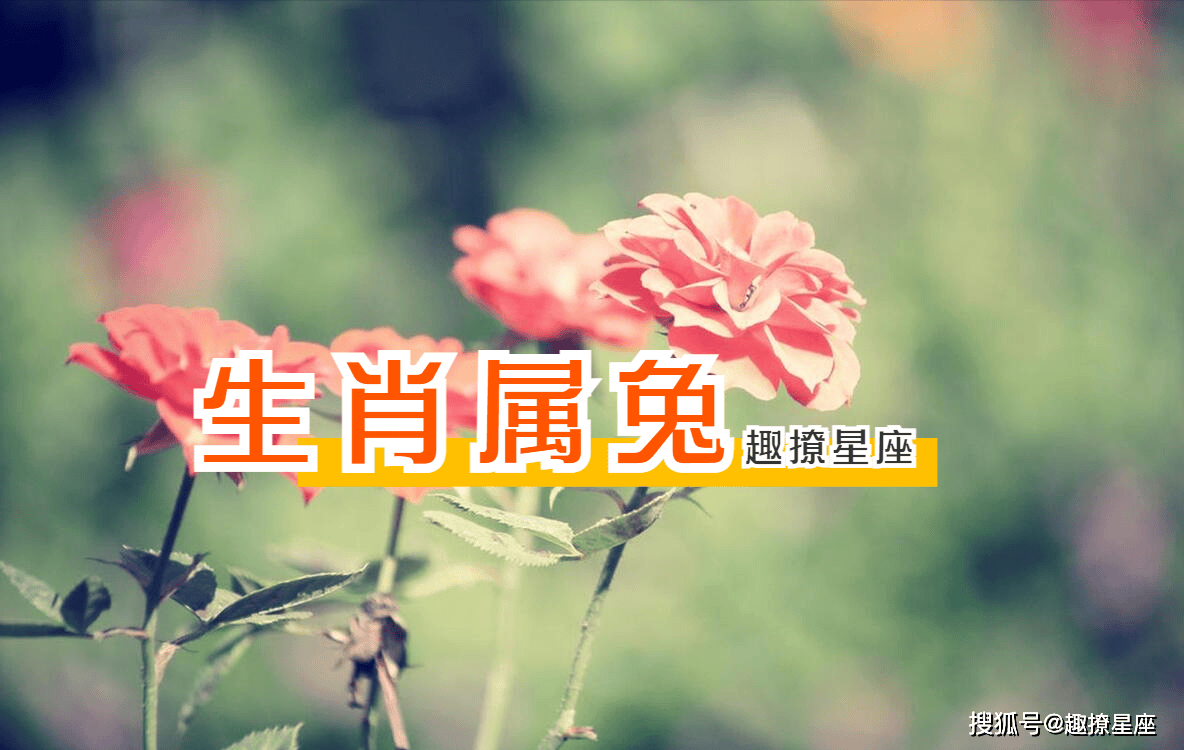 肖羊今年运势生肖兔(肖羊今年运势生肖兔运势如何)