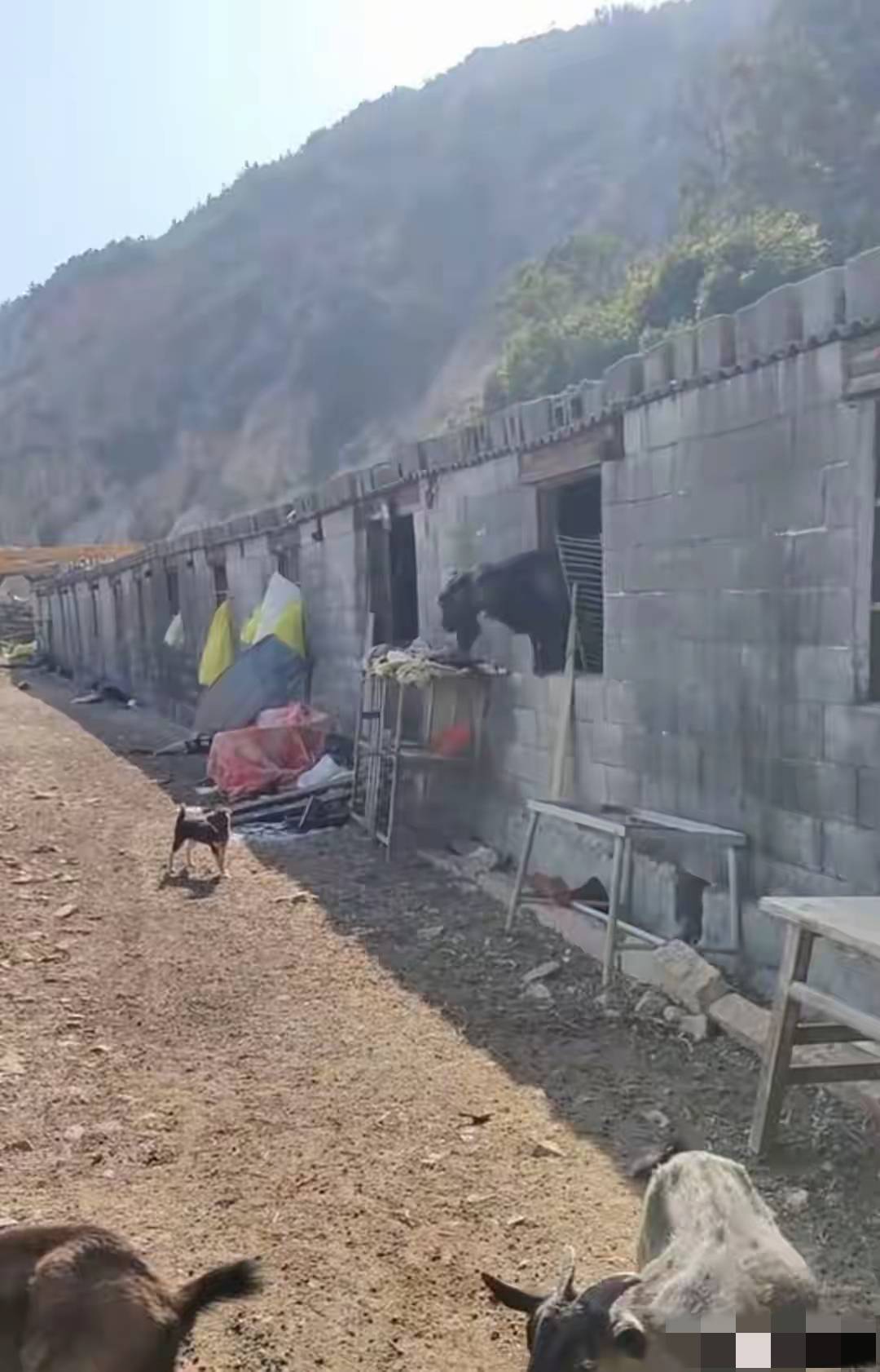 在她的抖音作品里十多间羊舍沿山坡排开成群的山羊是她最上心的