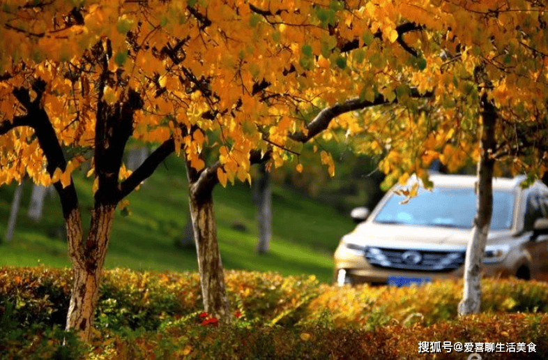 原创            晚秋，5种对肺特别好的水果要多吃，香甜多汁人人吃得起，别不懂！