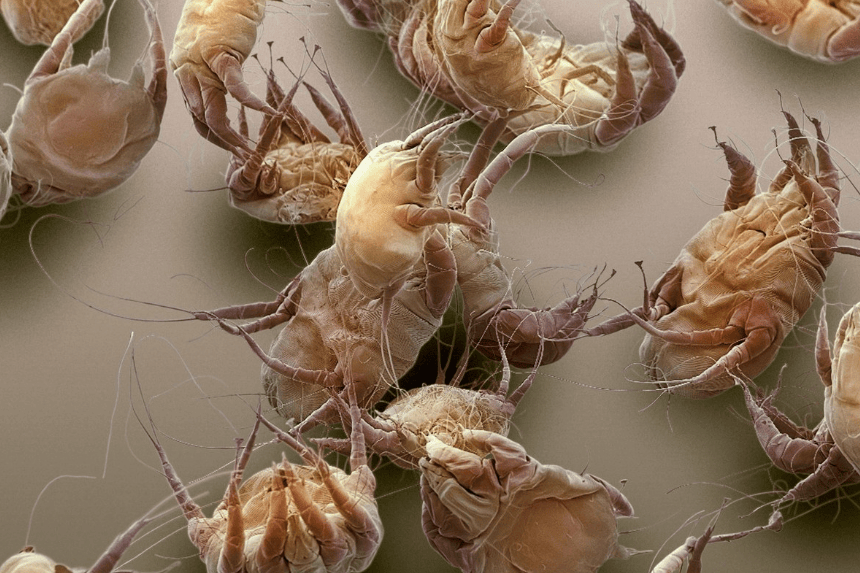 除螨仪有用吗？十大除螨仪排行榜深度测评曝光！超实用攻略