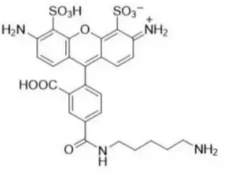 61-6,其荧光性能保持稳定,适用于多种实验环境
