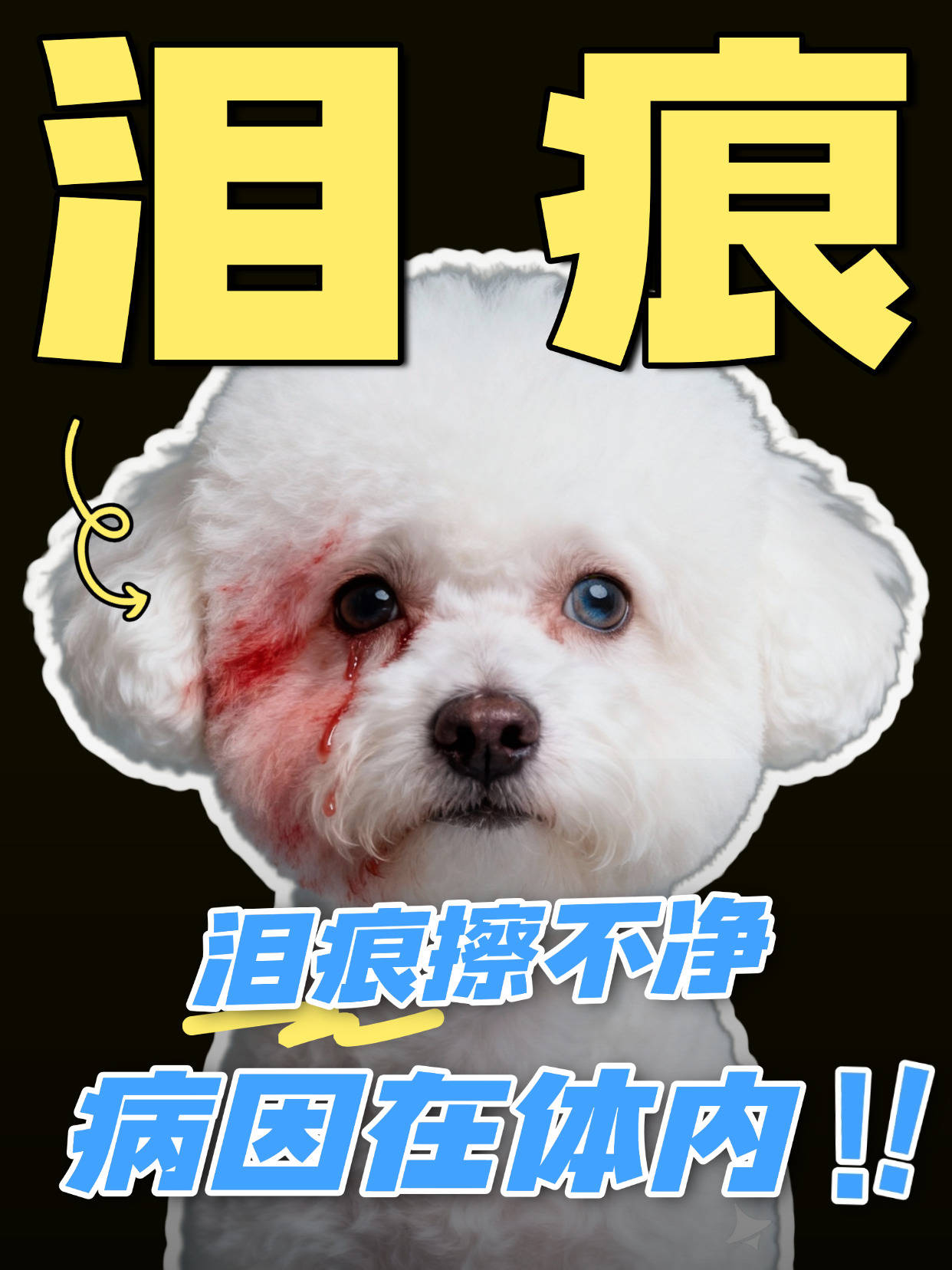 宠物泪痕越擦越严重?擦只是表面,病根在体内