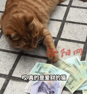 女子家中莫名多出零钱，竟是自家猫从邻家偷来77元：将上门谢罪