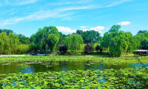 竹香子·紫竹院