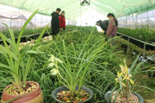幽兰入心 岁月留香(图1) 幽兰入心 岁月留香(图1)