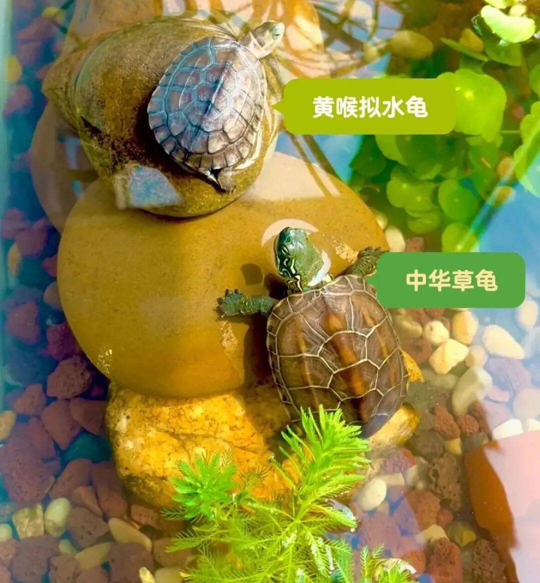 春季养龟警戒线?这些温柔陷阱正悄悄夺走你龟的命
