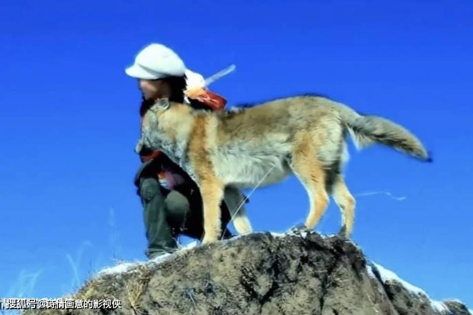 豆瓣8.3封神！9年后再刷屏，《重返·狼群》凭什么戳中亿万人心？_格林_李微漪_生命