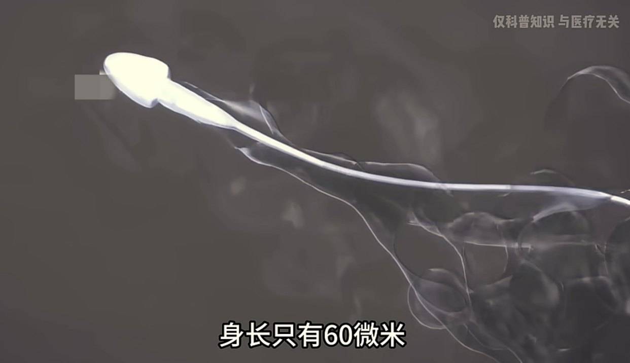 失败受孕后精子会去向何处？长知识了