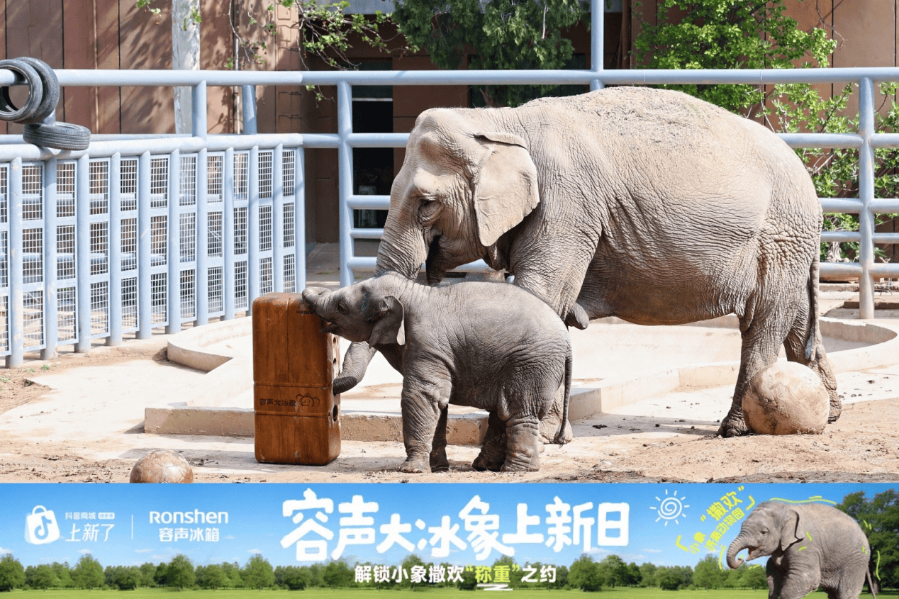 《告别冷冻室“爆仓”！容声大冰象携手小象“撒欢”，用270公斤食材上演“称象”挑战》