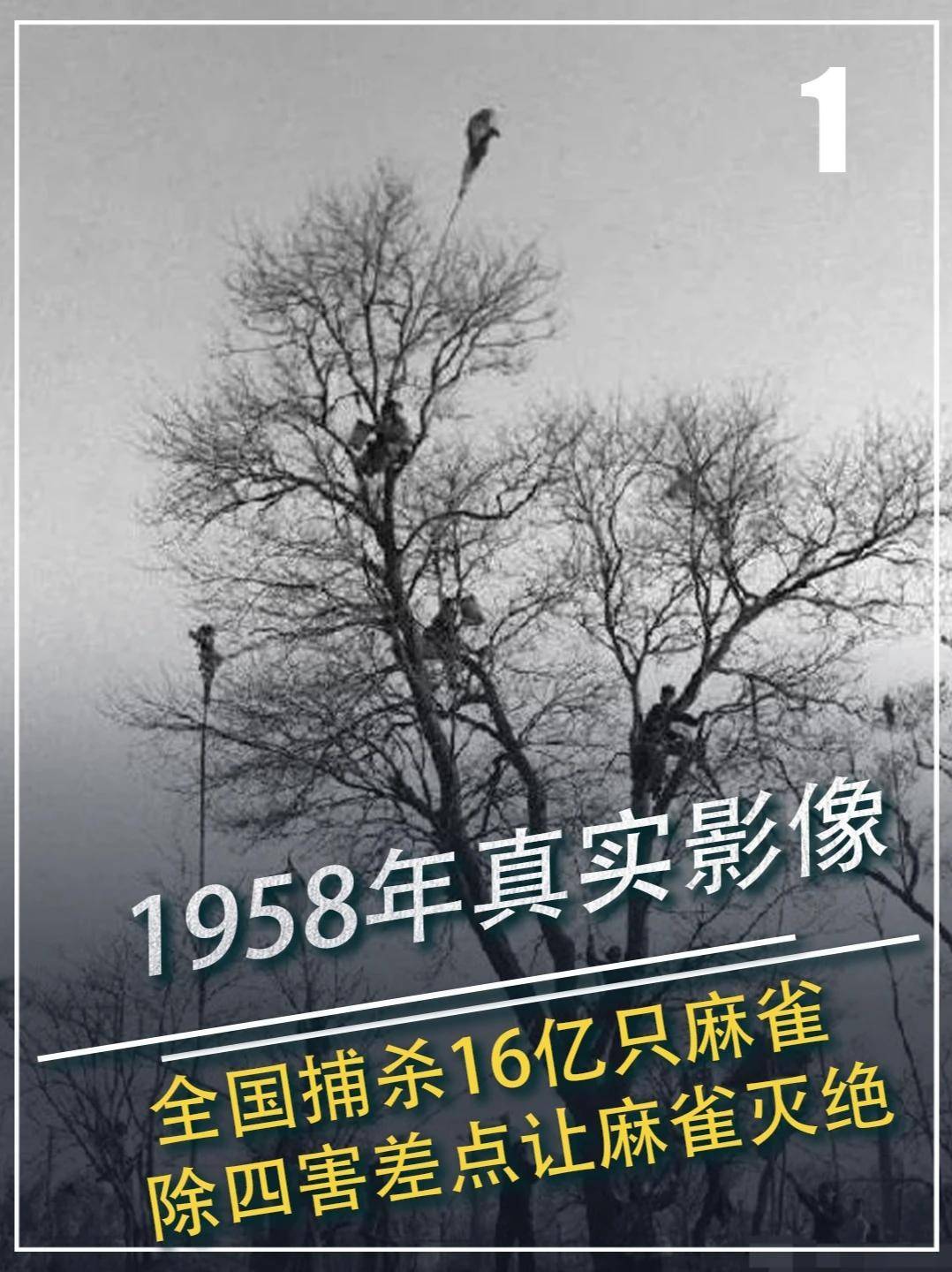 550. 1958年真实影像，全国捕杀16亿只麻雀，除四害差点让麻雀灭绝#历史 #真实事件 #真实影像 #除四害 #科普