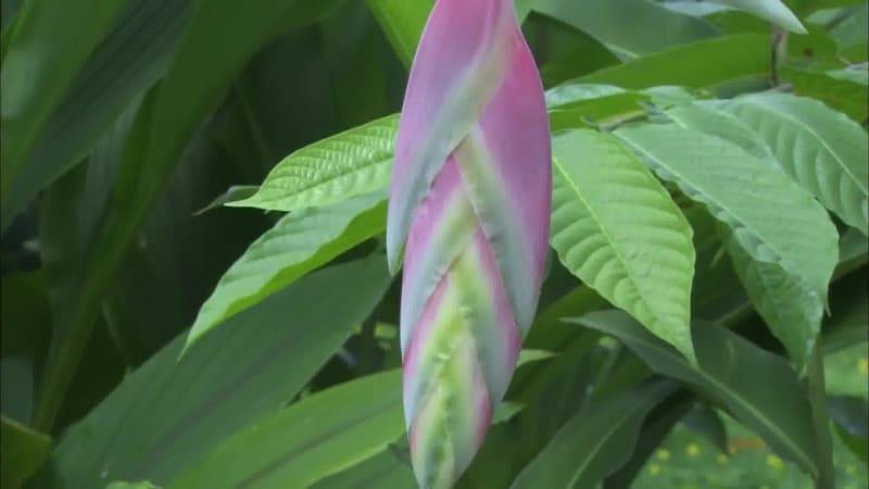 送岳母的女性适用茶叶推荐