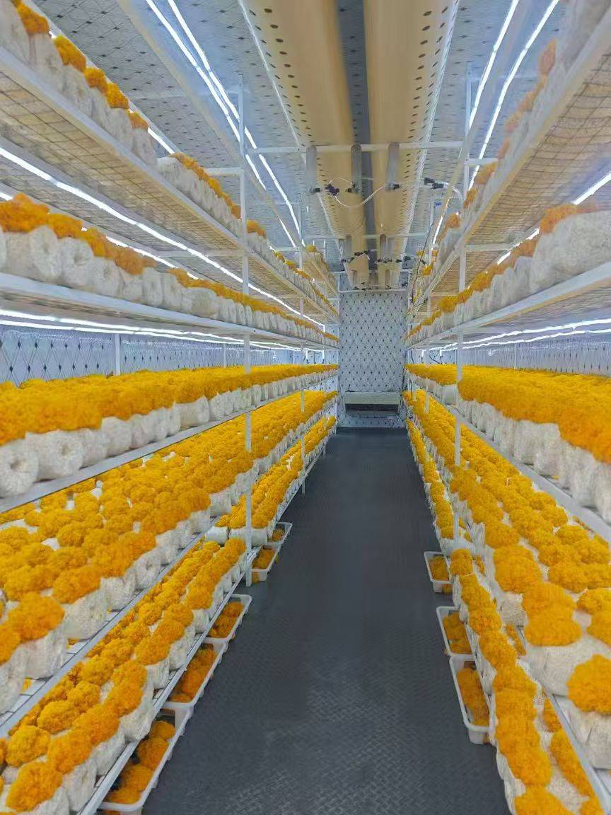探访合肥中菌生物科技：一朵金耳的二十五年产业化之路