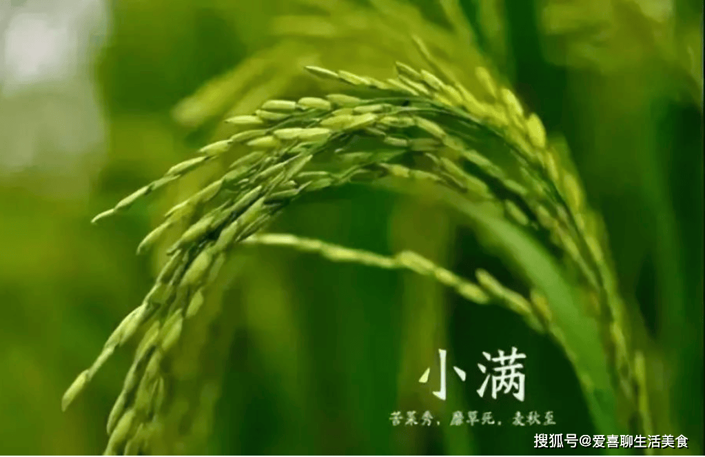 原创            小满来临，牢记：1不满，2不睡，3不晒，忌4事，为入夏打好基础！
