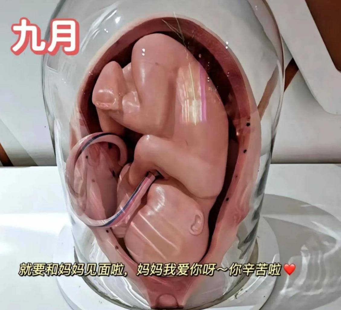 怀孕十月胎儿发育过程图,感叹生命如此神奇