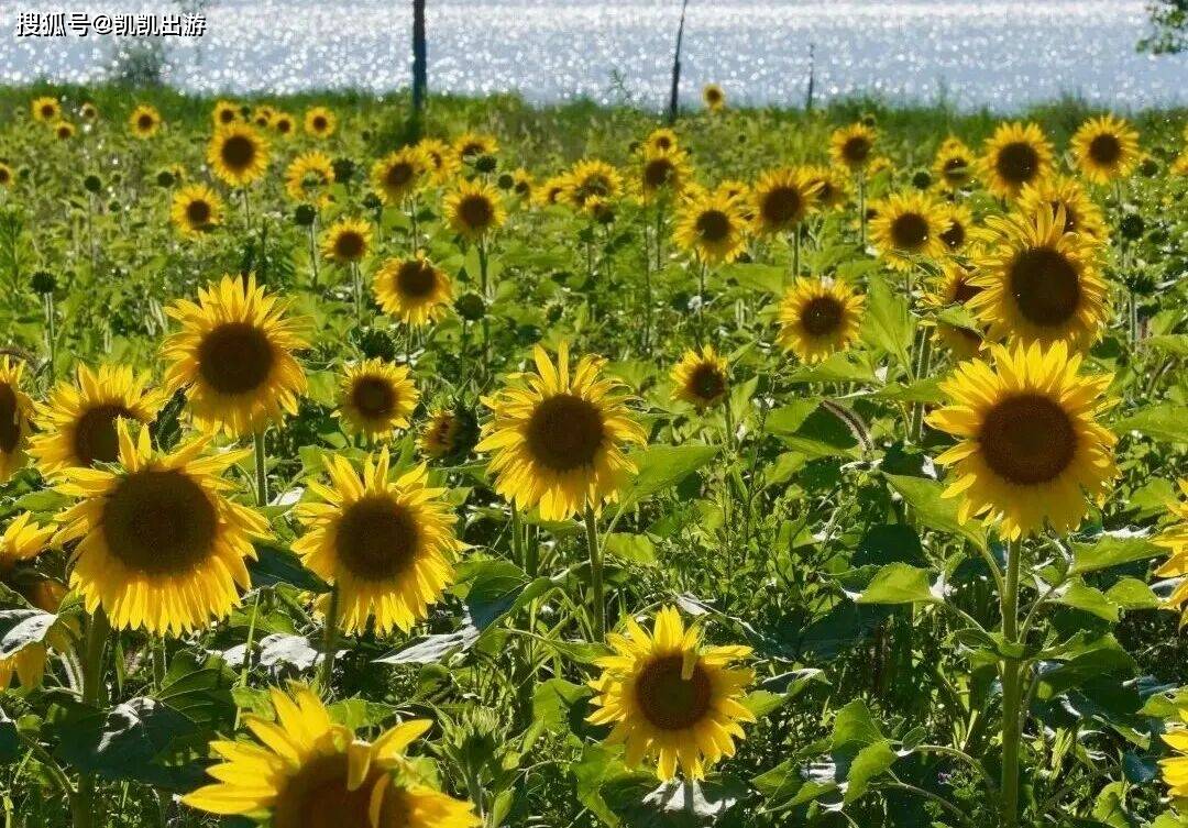石家庄夏日免费赏花地图｜向日葵、百合、马鞭草、荷花……美成油画