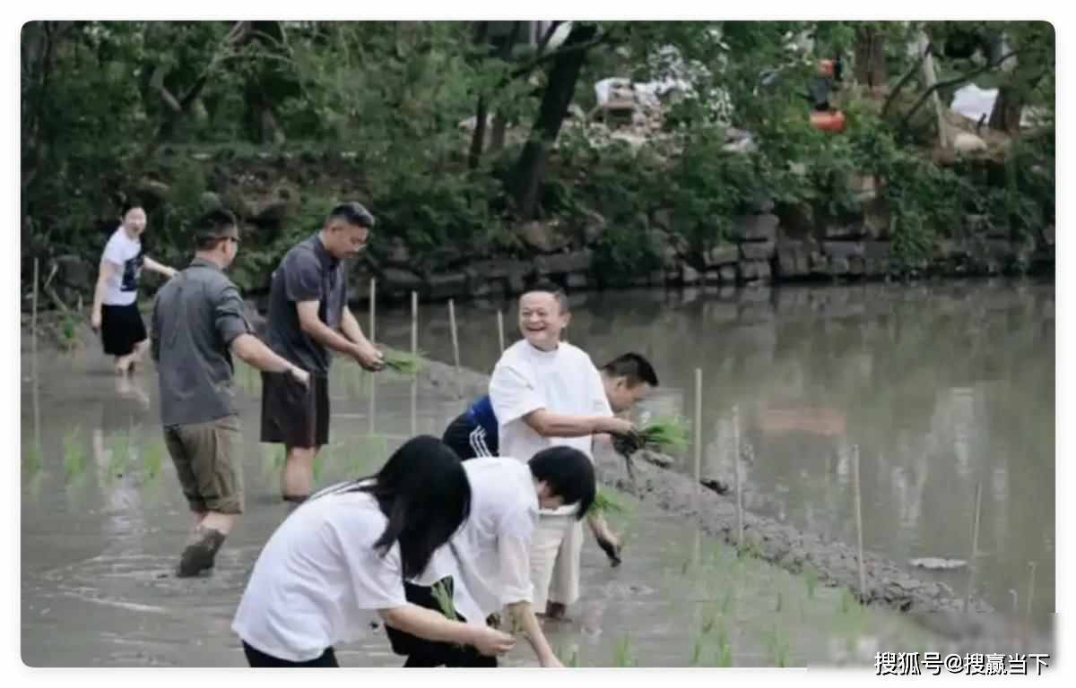 马云带队插秧，泥巴里藏着AI野心，一场田埂上的无声宣言