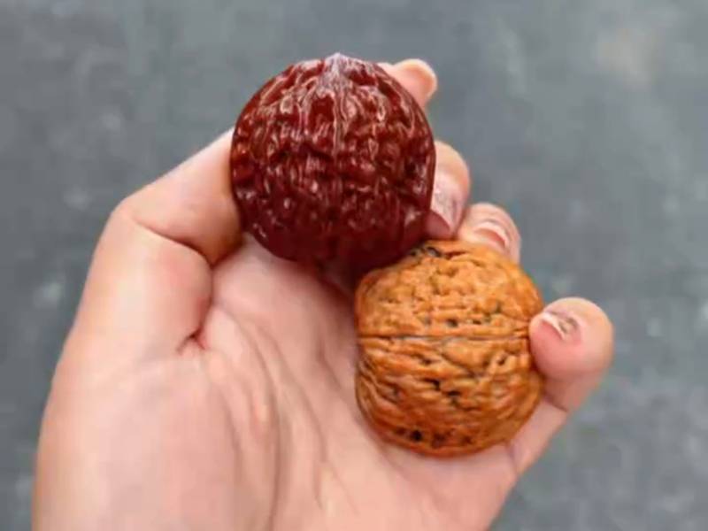 原树莲花麻核桃 文玩收藏品类介绍