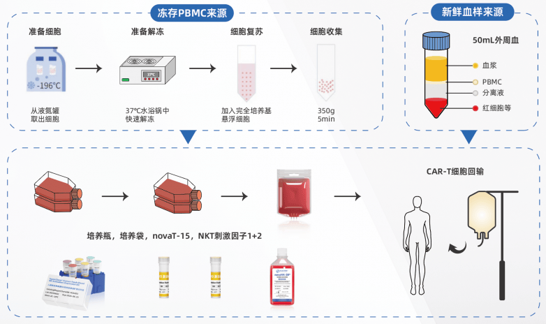 ​NKT细胞为何难以获取？华辰生物带来标准化扩增方案(图3)