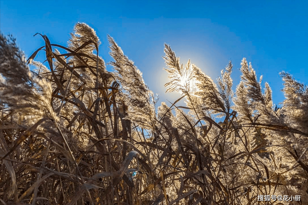 原创            秋天，对肺非常好的3种菜，天凉要多吃，润肺止咳、清热排毒，现正当季，人人吃得起
