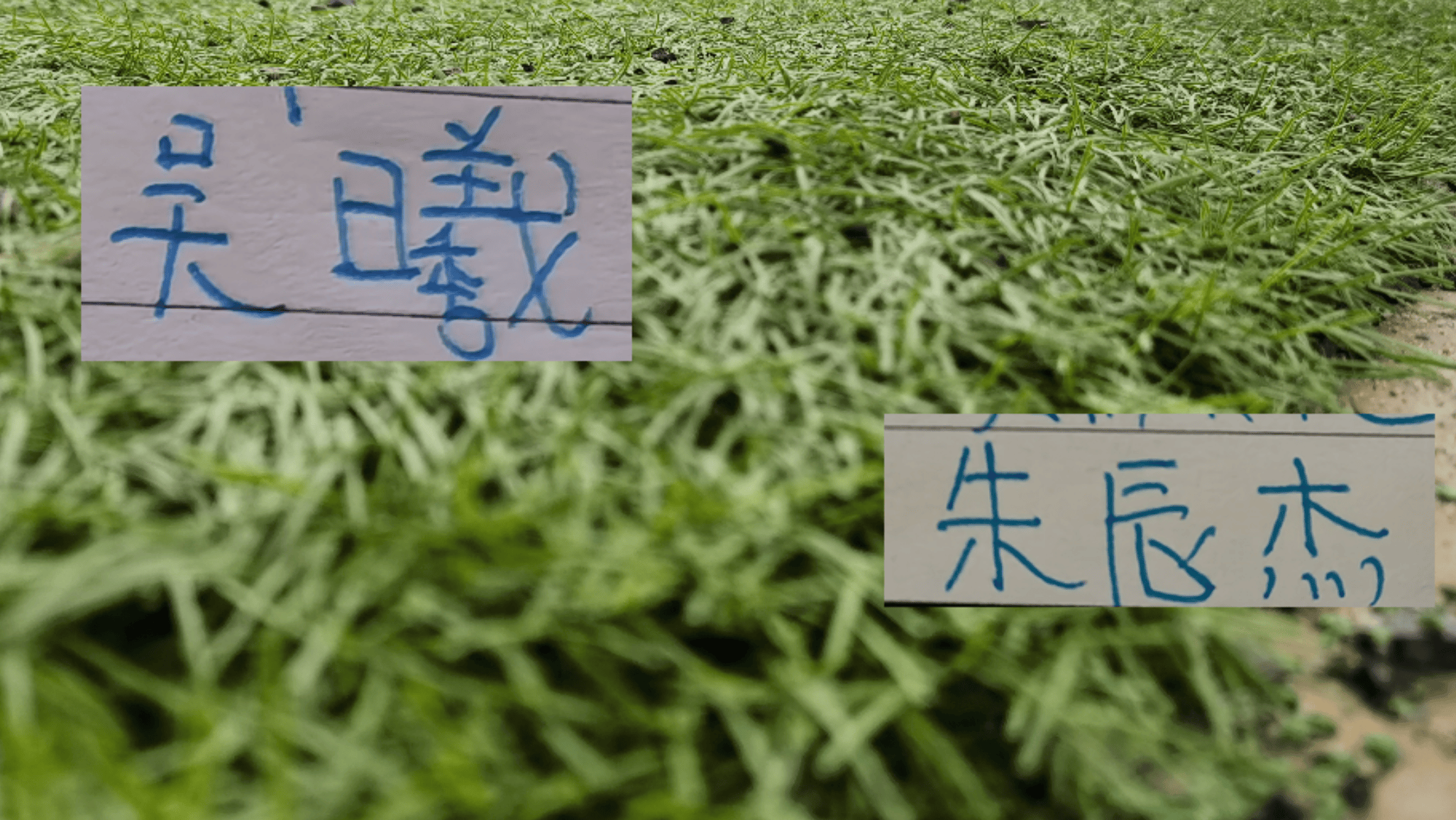 朱辰杰没有吃到黄牌！申花队长吴曦回应是否会出战明年的亚洲杯