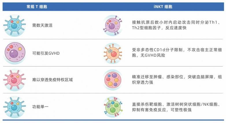 华辰生物iNKT细胞高效激活扩增试剂盒正式上市,助力通用型免疫细胞治疗(图4) 华辰生物iNKT细胞高效激活扩增试剂盒正式上市,助力通用型免疫细胞治疗(图4)