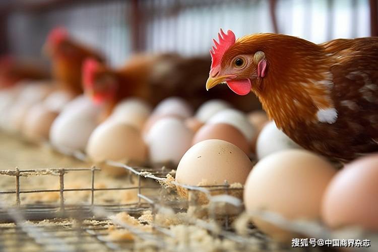鸡蛋价格一个月下跌近 25%，从 6 元跌回 4 元时代，背后是什么原因？接下来还会继续降价吗？