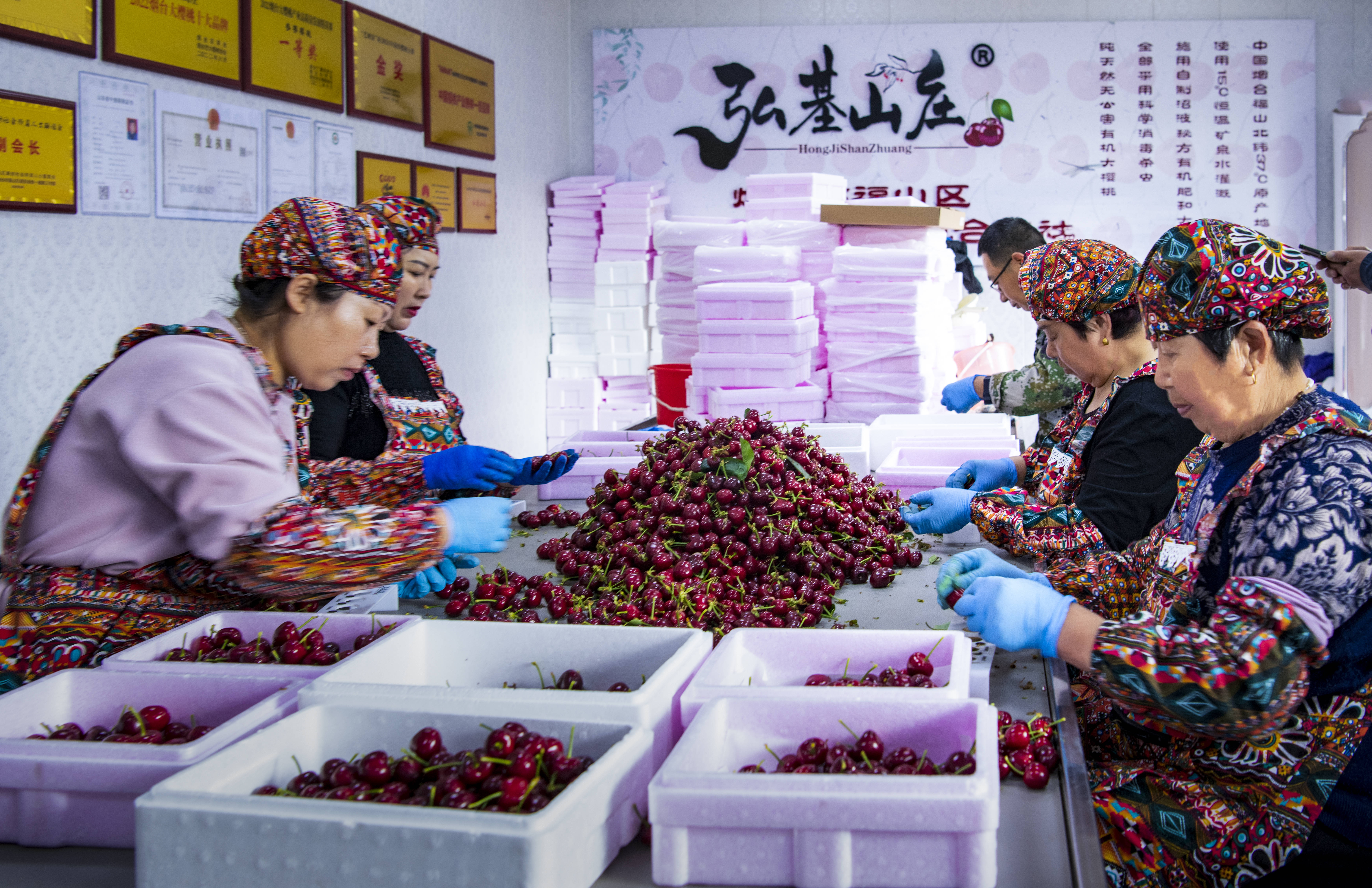山东烟台:大樱桃背后的"春日经济"_温室大棚_福山区_上市