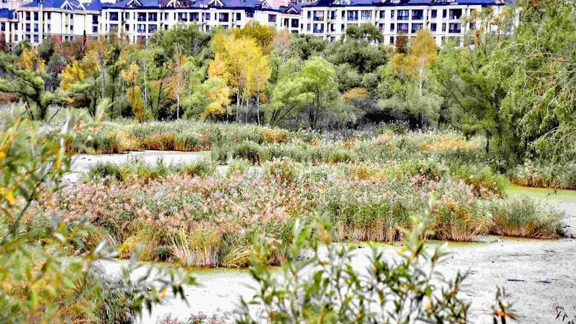 哈尔滨：秋游城市湿地 观赏美丽芦花